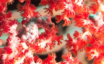 Pigmy Seahorse
